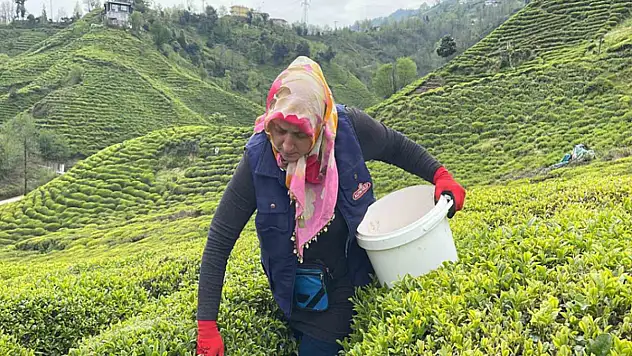 ÇAYKUR'dan 'çayınızı kendiniz toplayın' çağrısı