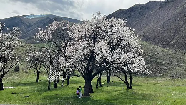 Çiçek açan kayısı ağaçları görenleri büyülüyor