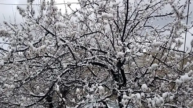 Çiçek açan meyve ağaçlarını don vurdu