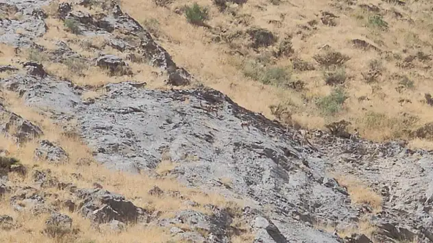 Cilo Dağı'nda dağ keçileri görüntülendi