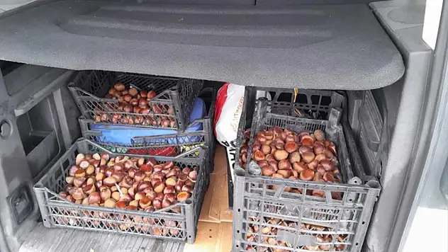 Çin kestanesi ele geçirildi