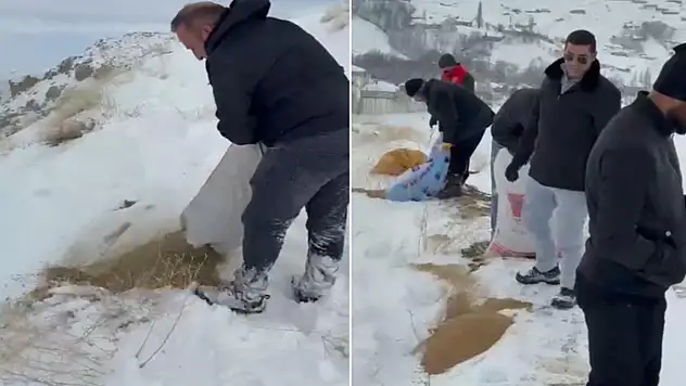 Dağ keçileri için yem bırakıldı