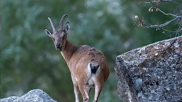 Dağ keçileri Munzur Dağlarına güzellik katıyor