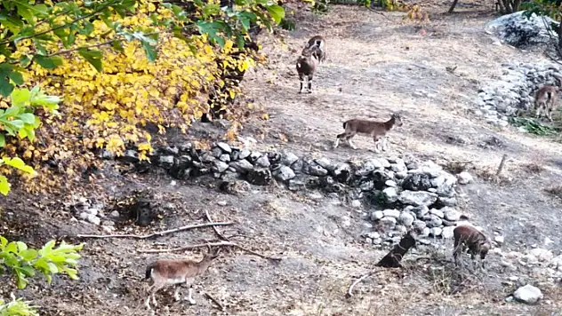 Dağ keçileri sonbahara renk kattı