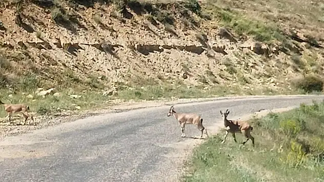 Dağ keçileri yola indi