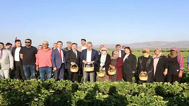 Depremzede çiftçiyi kalkındıracak projede çilek hasadına başlandı