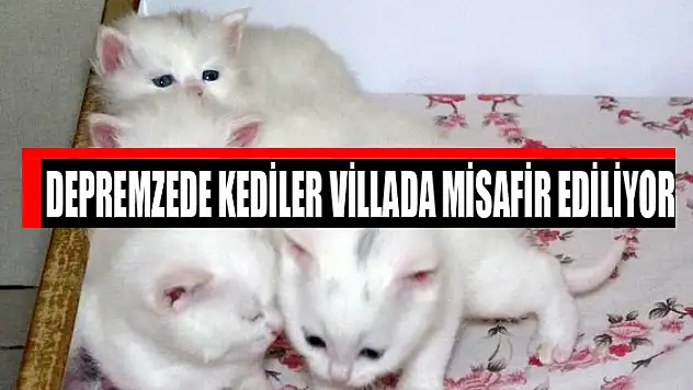 Depremzede kediler villada misafir ediliyor