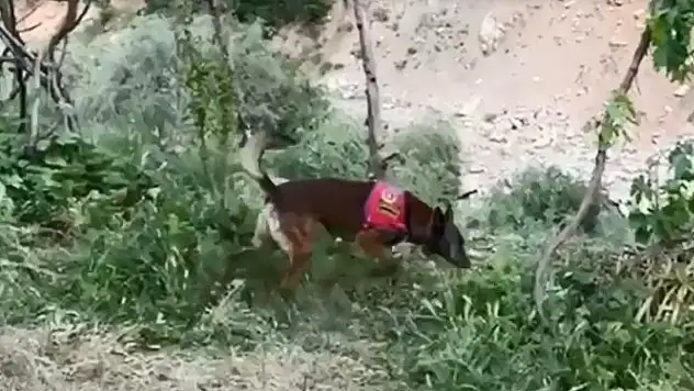 Dere kenarına gizlenmiş esrarı dedektör köpek buldu