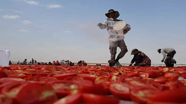 Diyarbakır'ın kavurucu sıcağı altında kurutulan domatesler Avrupa'ya ihraç ediliyor