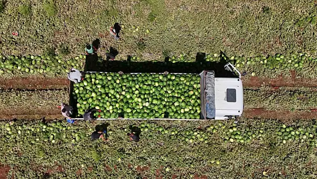 Diyarbakır karpuzunda hasat devam ediyor