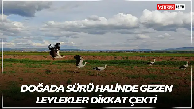 Doğada sürü halinde gezen leylekler dikkat çekti