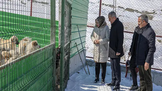'Doğal yaşam alanı' sahipsiz hayvanların evi oldu