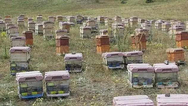 Doğu Karadeniz'de arıcılık alarm veriyor