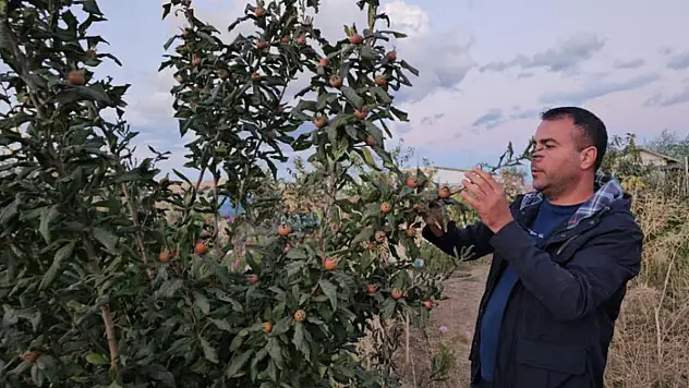 Doğu'nun soğuğunda sıcak iklim meyveleri yetiştirdi