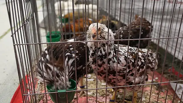 Doğu ve Güneydoğu'nun en güzel horoz ve tavukları belli oldu