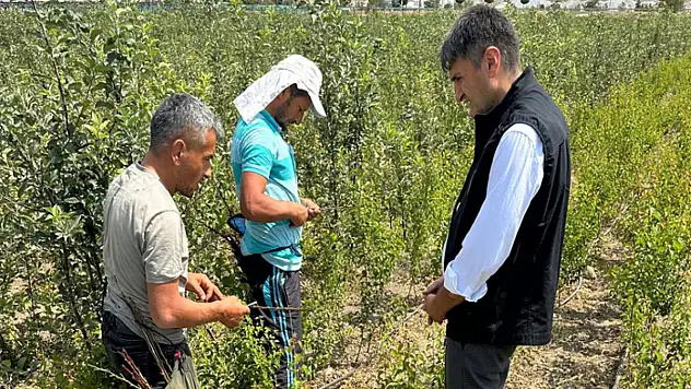 Dr. Şişman, meyve fidanı aşılama çalışmalarını inceledi