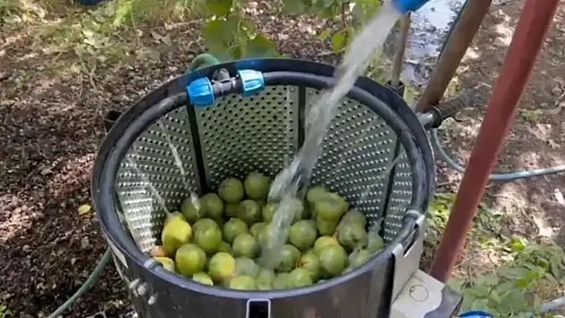 Dünyaca ünlü tescilli Adilcevaz cevizi hasadı başladı