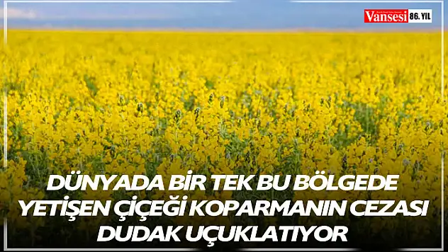 Dünyada bir tek bu bölgede yetişen çiçeği koparmanın cezası dudak uçuklatıyor