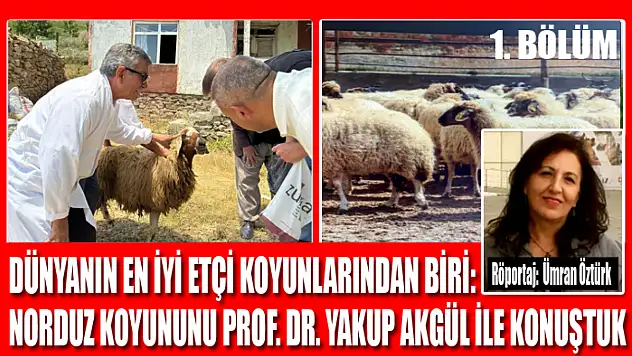 Dünyanın En İyi Etçi Koyunlarından Biri: Norduz Koyununu Prof. Dr. Yakup Akgül ile Konuştuk