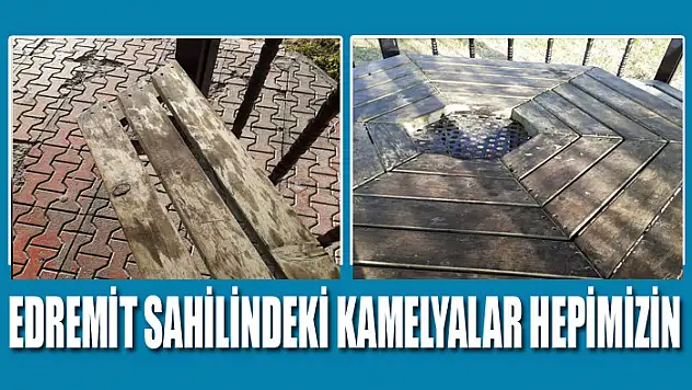 Edremit sahilindeki kamelyalar hepimizin