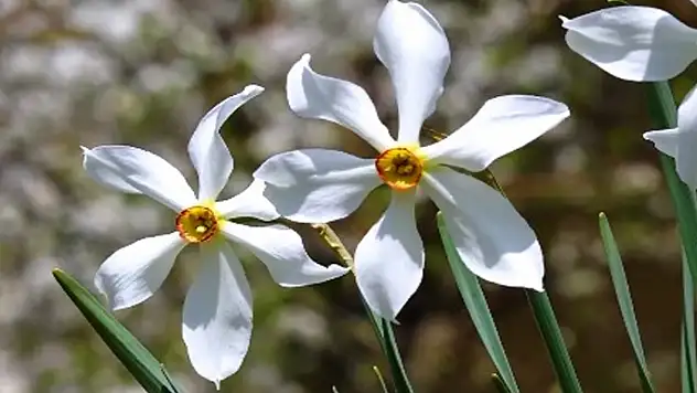 Edremit'te zeringadekler çiçek açtı