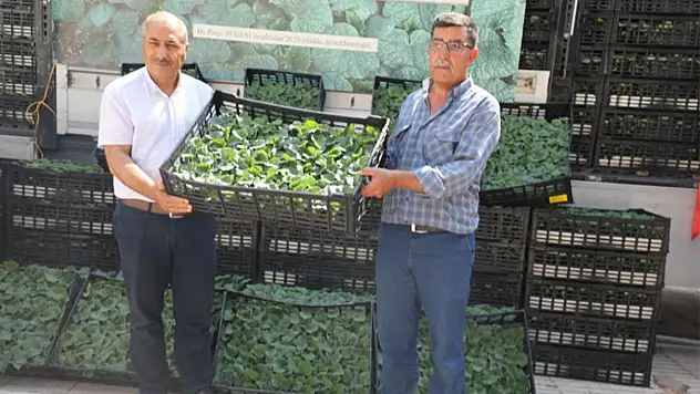 Elazığ'da 101 bin adet fide dağıtıldı