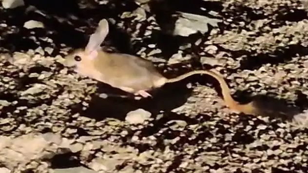 Elazığ'da Arap tavşanı görüntülendi