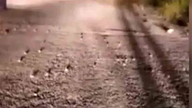 Elazığ'da çekirge istilası: Yüzlercesi yolu kapattı