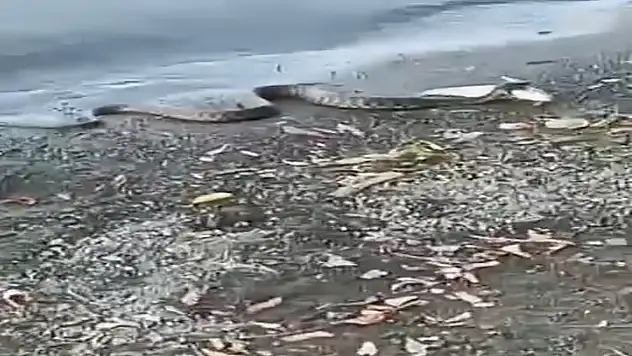 Elazığ'da yılanın balık avı kamerada