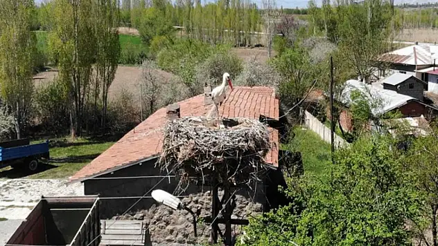 Elektrik direğinin tepesindeki yuva, leylek ailesine 22 yıldır ev sahipliği yapıyor