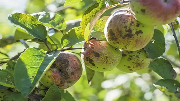 Elma karaleke hastalığına karşı uyarı