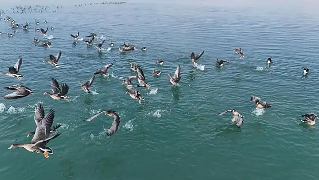 Erçek Gölü'nün misafirleri havadan görüntülendi