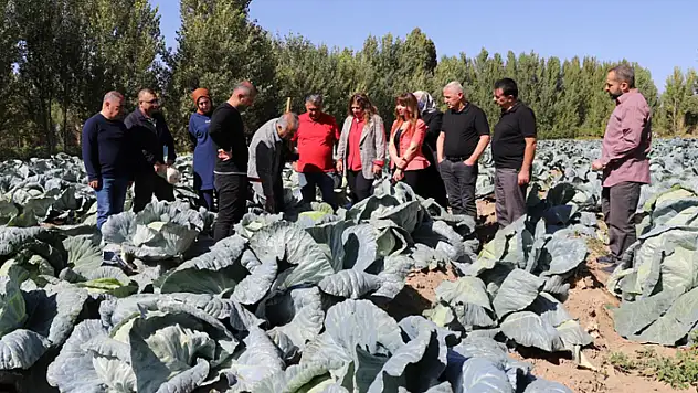 Erciş lahanası denetimden başarıyla geçti