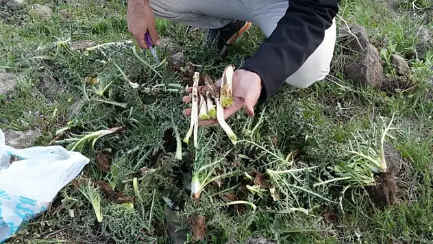 Erciş'te kenger bitkisine yoğun ilgi
