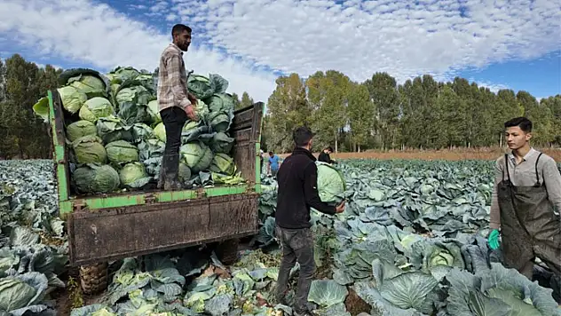 Erciş'te lahana hasadı başladı