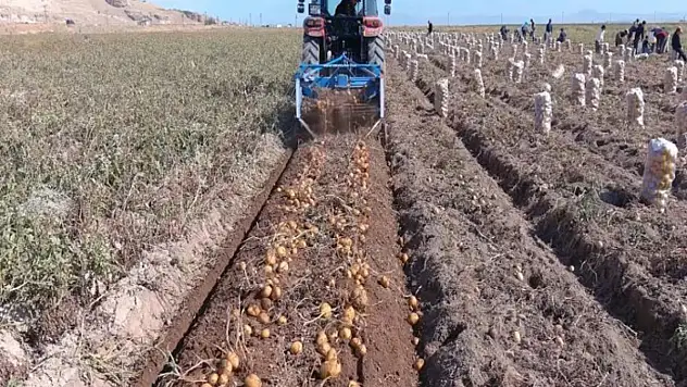 Erciş'te patates hasadı başladı