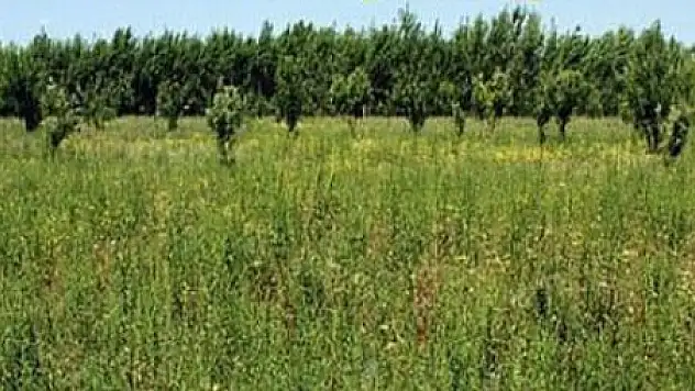 Erciş'teki ''Ağaç Katliamı'' İddiası