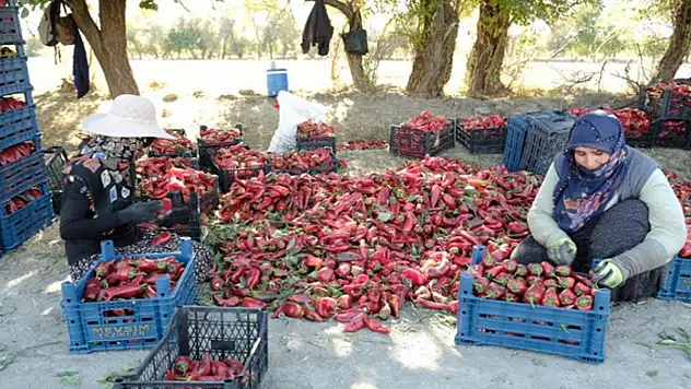 Erzincan'da 100 tonluk üretim hedefi gerçek oldu!