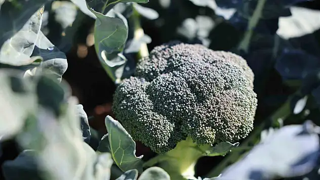 Erzurum'da tarımda yeni bir dönem