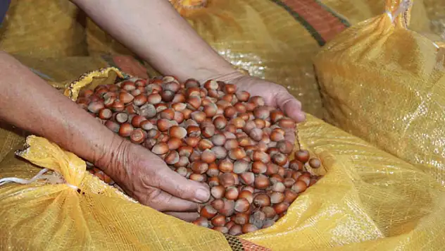 Fındık üreticileri mahsullerini evde depoluyor: Beklenti 500 lira