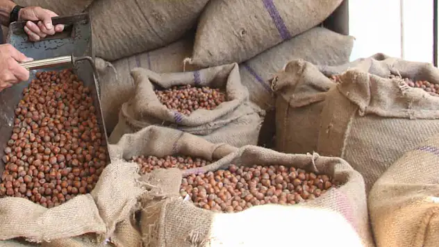 Fındıkta üreticinin 400 lira hedefi başka bahara kaldı