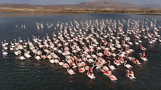 Flamingolar, Erçek Gölü'ndeki konaklama süresini uzattı