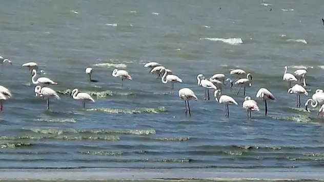 Flamingolar Erçek Gölü'ne gelmeye başladı