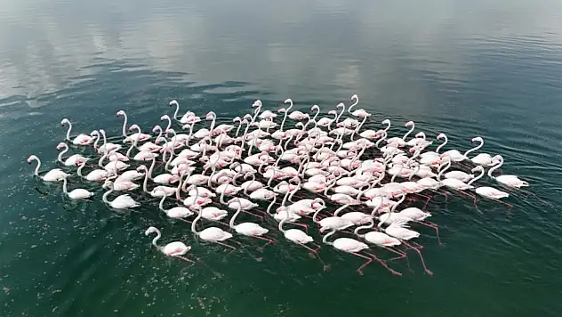 Flamingoların Van Gölü kıyılarında renkli dansı hayranlık uyandırıyor