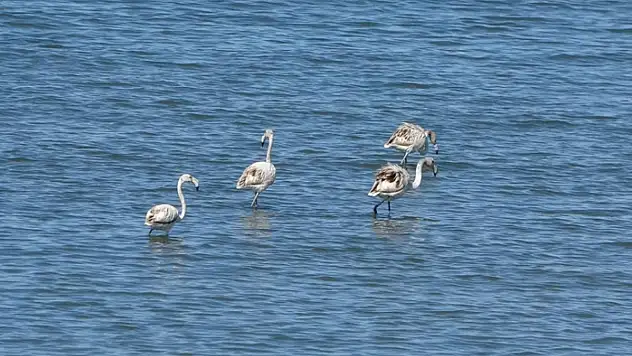 Flamingoların yeni gözdesi: İskele sahili