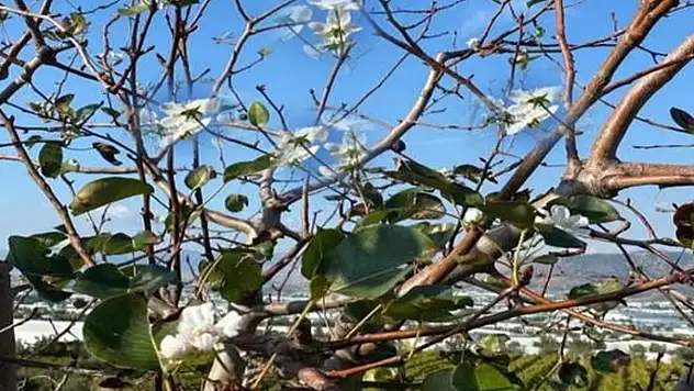 Gevaş'ta armut ağacı Aralık ayında çiçek açtı