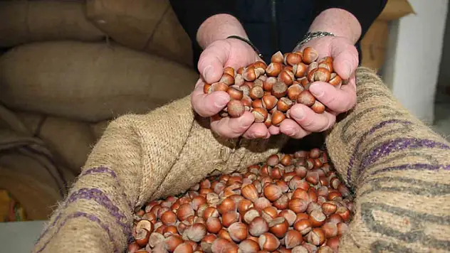 Giresun'da fındık fiyatları haftayı 315 liradan kapattı