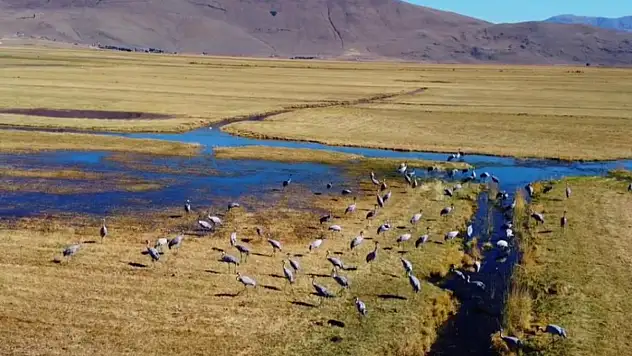 Göç eden turnalar Erzurum'da objektiflere yansıdı