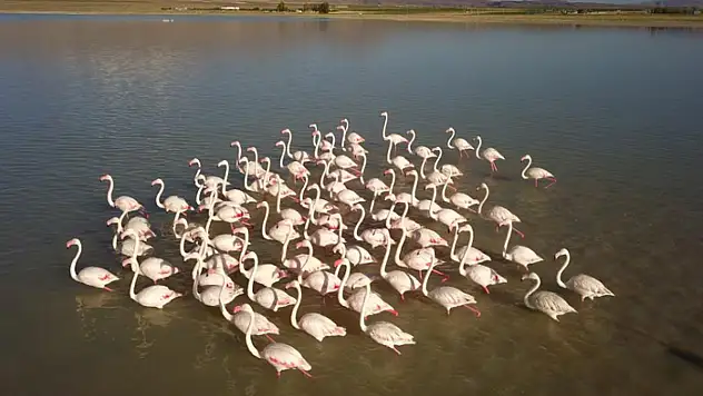 Göç etmeleri uzadı