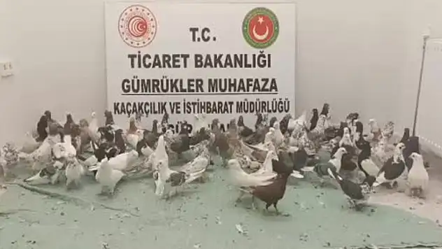 Gürbulak Sınır Kapısı'nda tırda 85 adet Cancan cinsi güvercin ele geçirildi